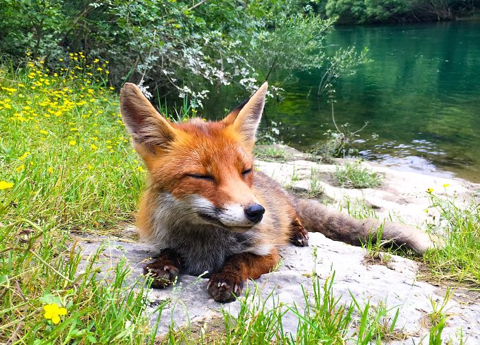 35 Fox Pics That Show What Wonderful Creatures They Are
