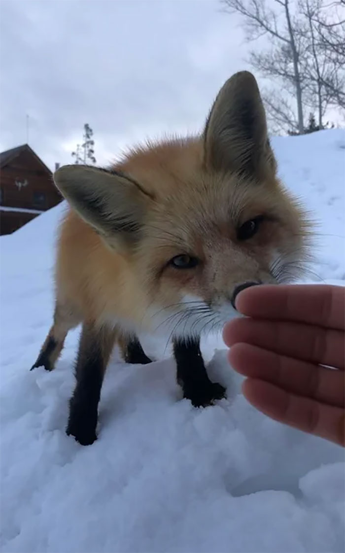 35 Fox Pics That Show What Wonderful Creatures They Are