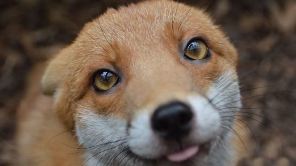 35 Fox Pics That Show What Wonderful Creatures They Are