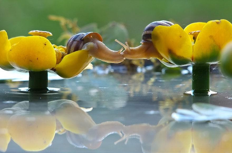 The Magical Macro World Of Snails You MUST See
