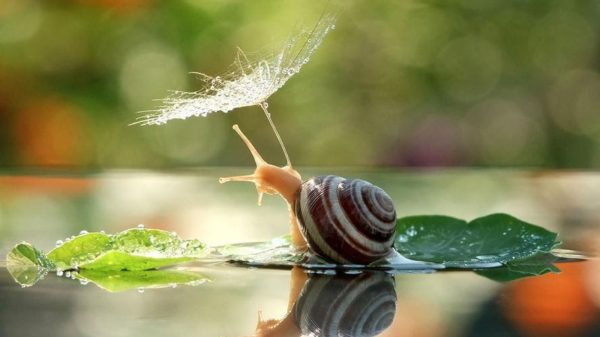 The Magical Macro World Of Snails You MUST See