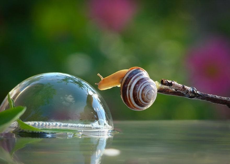 The Magical Macro World Of Snails You MUST See